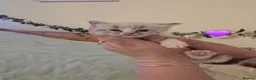 Ragdoll cats for sale: Beautiful Ragdoll kittens in Knottingley - Advert 13