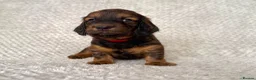 Dachshund dogs for sale: Standard Longhair Dachshunds  - Advert 10