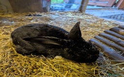 English rabbits for sale: Rabbit called Scout - Image 2