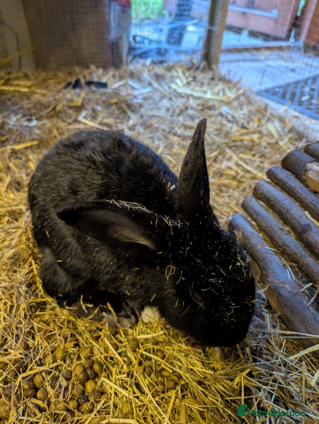 English rabbits for sale: Rabbit called Scout - Image 2