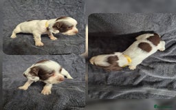 English Springer Spaniel dogs for sale: English Springer Spaniel Pups - Image 2