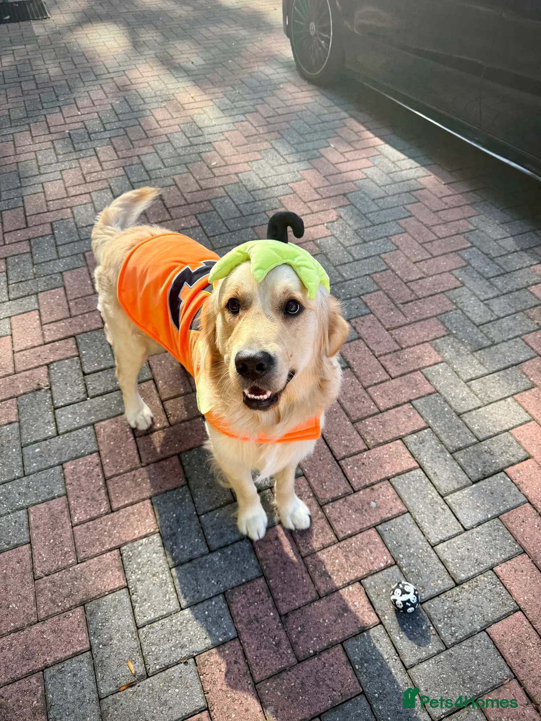 Golden Retriever dogs for stud: Simba~Golden Retriever Stud Available - Advert 8