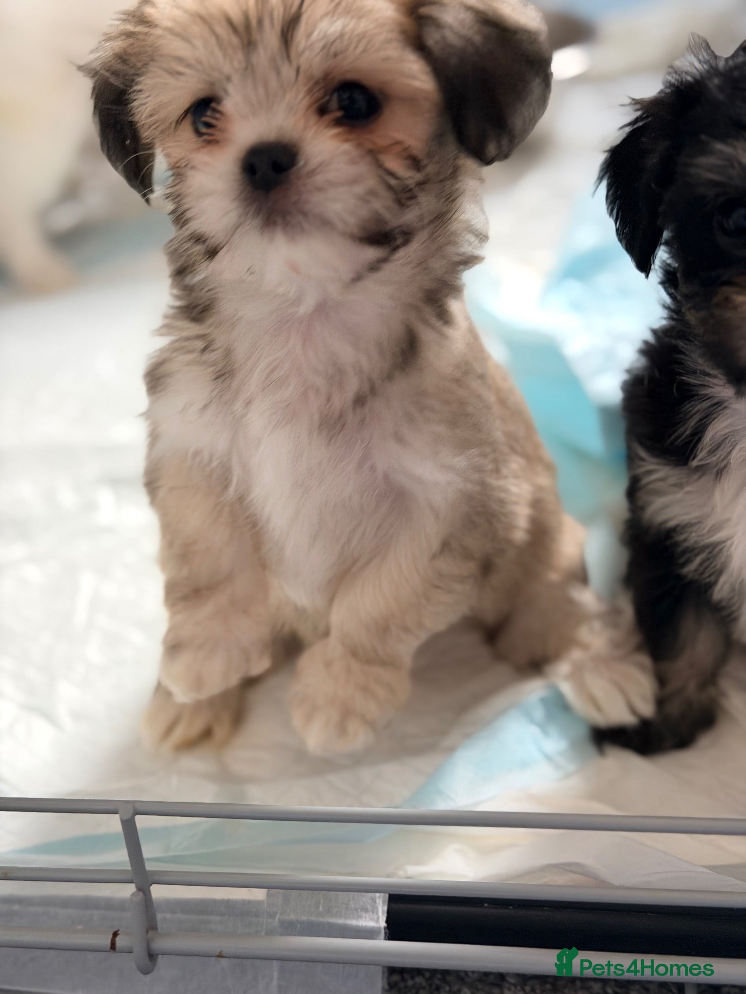 Mixed Breed dogs Tiny Malchi puppies - Advert 2