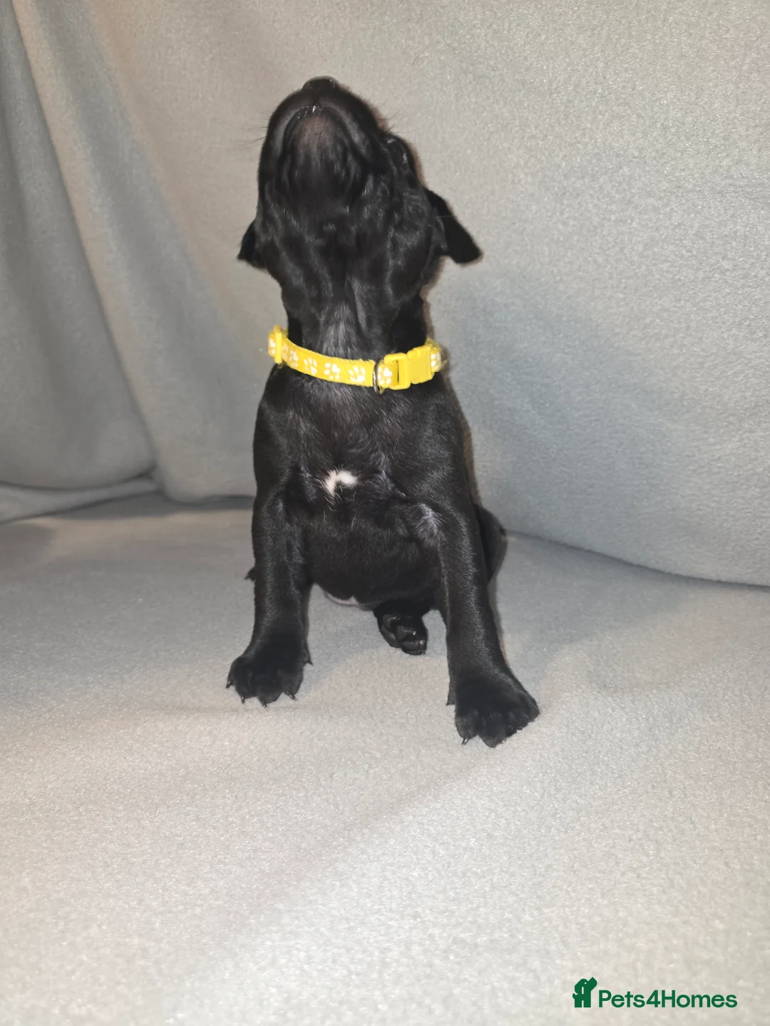 Staffordshire Bull Terrier dogs for sale: Staffordshire bullterrier (LAST 1 ) ready to go - Advert 39