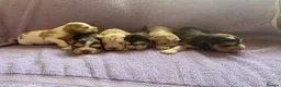 Cocker Spaniel dogs for sale: KC Registered. Show Type Cocker Spaniel Puppies. - Advert 38
