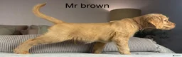 Goldendoodle dogs for sale: ONLY MR BROWN LEFT. HE’S GORGEOUS.  - Advert 6