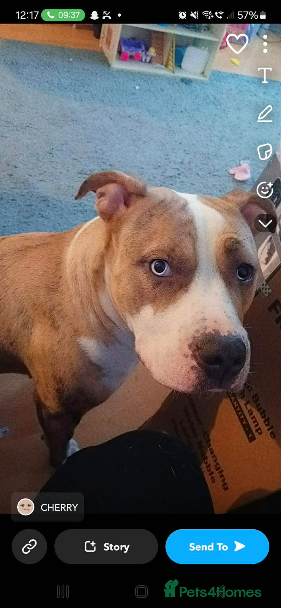 Mixed Breed dogs Puppy  - Advert 1