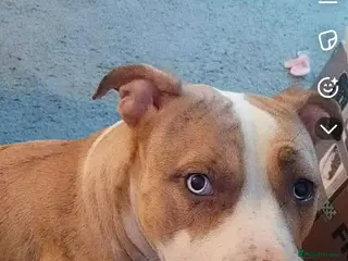 Mixed Breed dogs Puppy - Advert 1