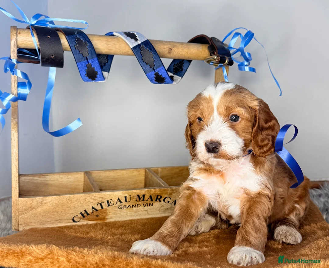 Australian Labradoodle dogs for sale: Australian labradoodle  - Advert 14