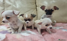 Chihuahua dogs for sale: Chihuahua puppies for sale  - Image 5