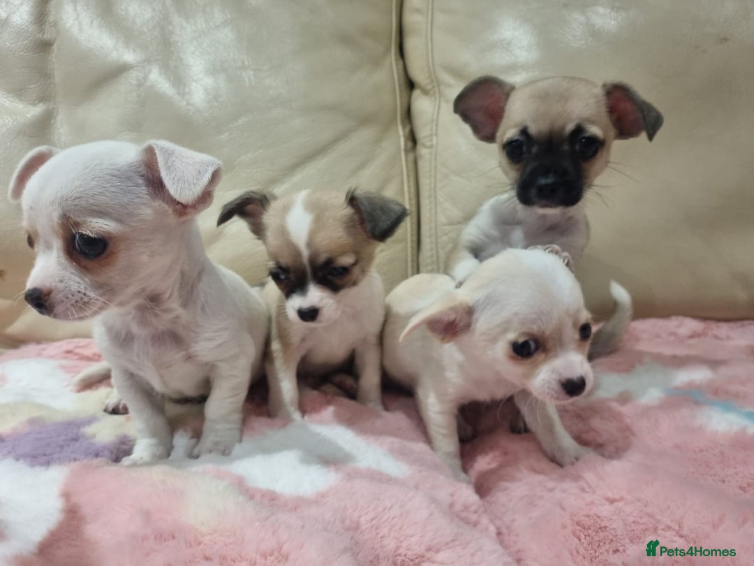 Chihuahua dogs for sale: Chihuahua puppies for sale  - Image 5