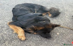 German Shepherd dogs for sale: Bruno - Image 3