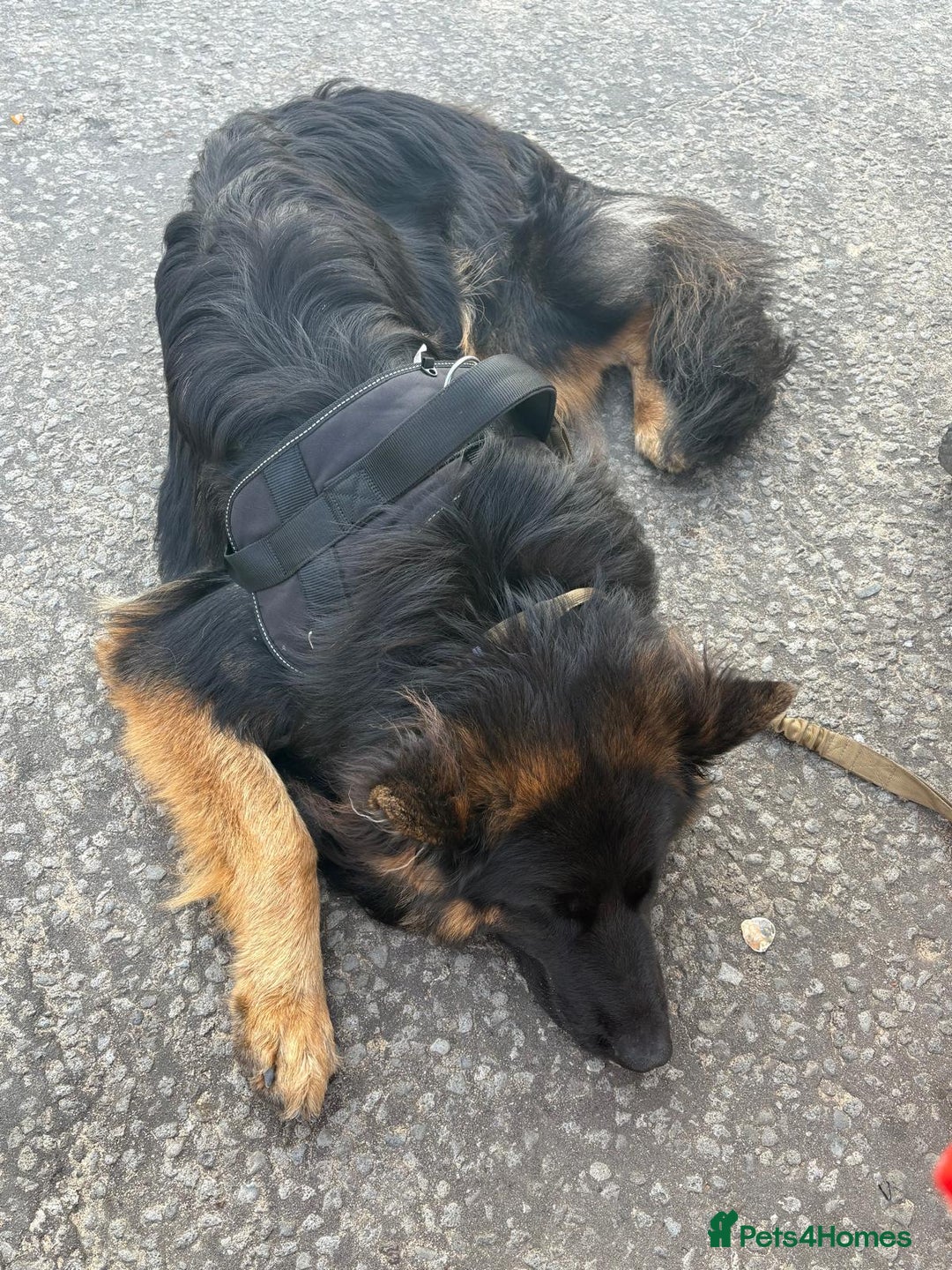 German Shepherd dogs for sale: Bruno - Image 3