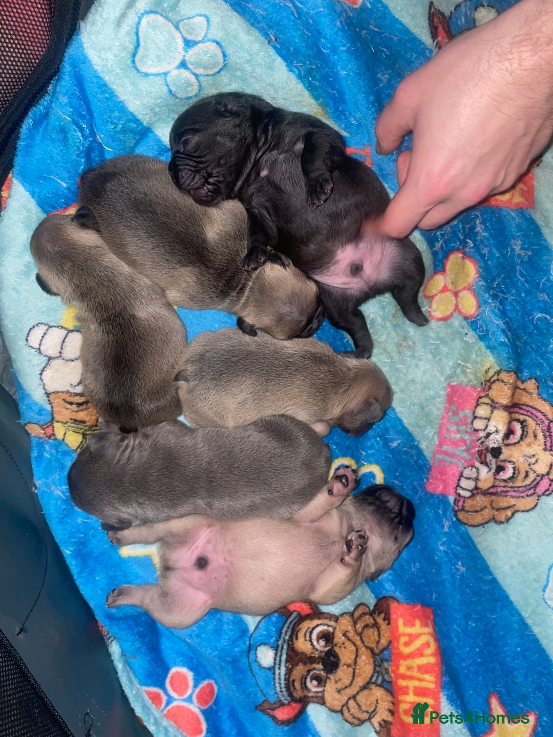 French Bulldog dogs for sale: French Bulldog Puppies - Advert 22