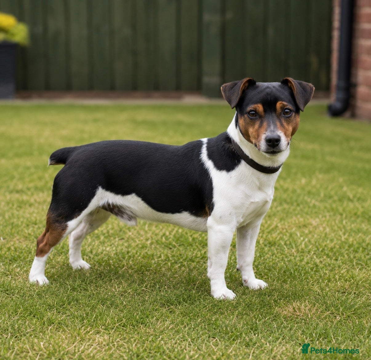 Jack Russell dogs Traditional Miniature Jack Russell Stud Service  - Advert 1