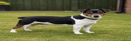 Jack Russell dogs for stud: Traditional Miniature Jack Russell Stud Service  - Advert 1