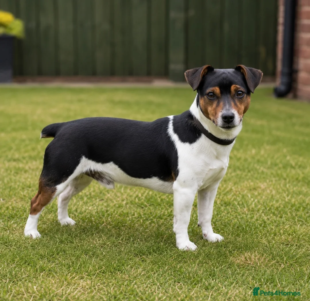 Jack Russell dogs for stud: Traditional Miniature Jack Russell Stud Service  - Advert 1