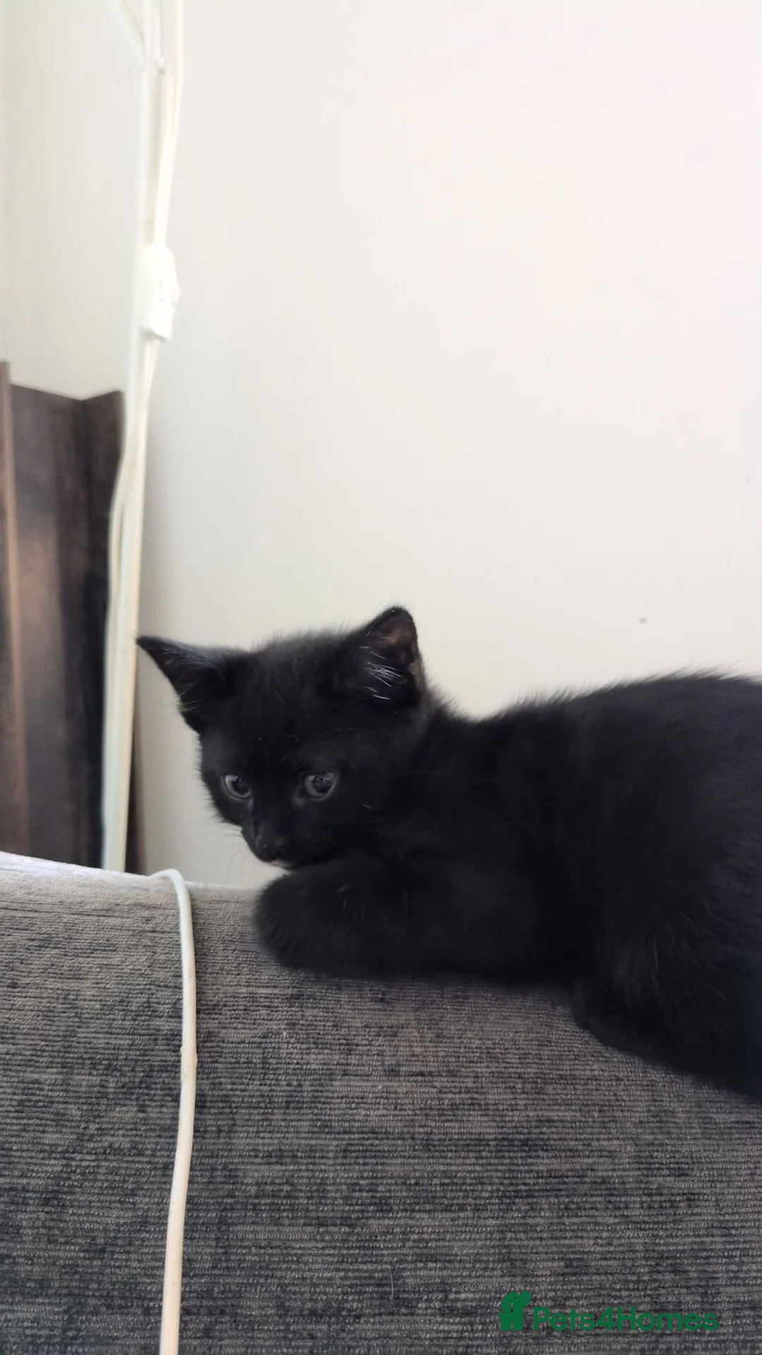Mixed Breed cats for sale: Black kitten Ready to go  in Ormskirk - Advert 2