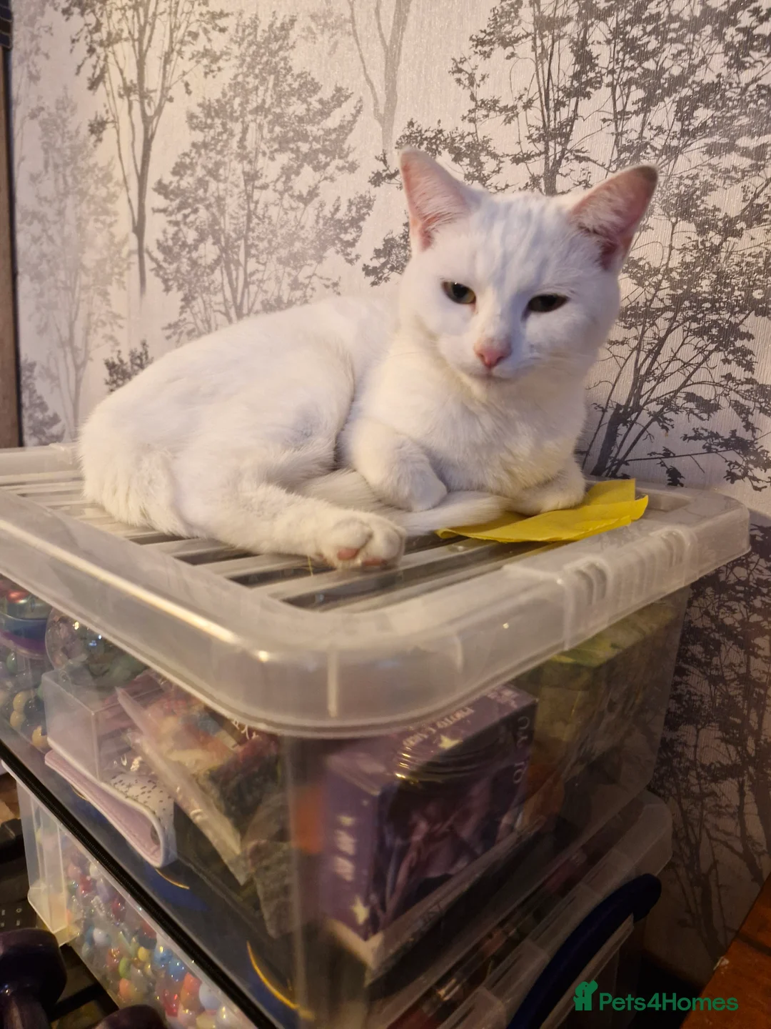 British Shorthair cats for sale: Beautiful white short hair cat - Advert 2