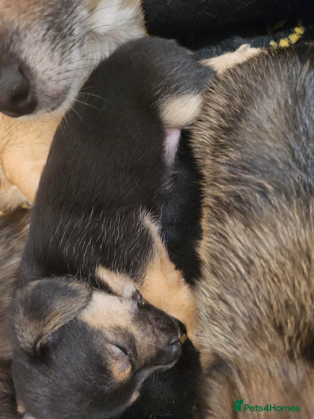 Mixed Breed dogs for sale: Puppy for sale - Advert 5