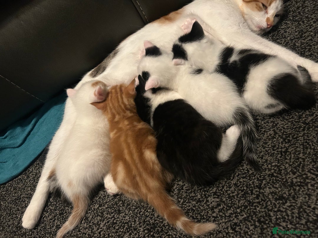 Domestic Shorthair cats for sale: Kittens for sale  - Image 13