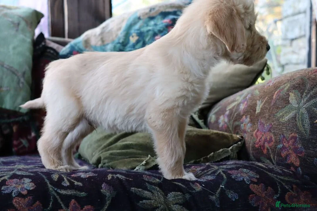 Labradoodle dogs for sale: Standard Labradoodle Puppies F3 - Advert 18