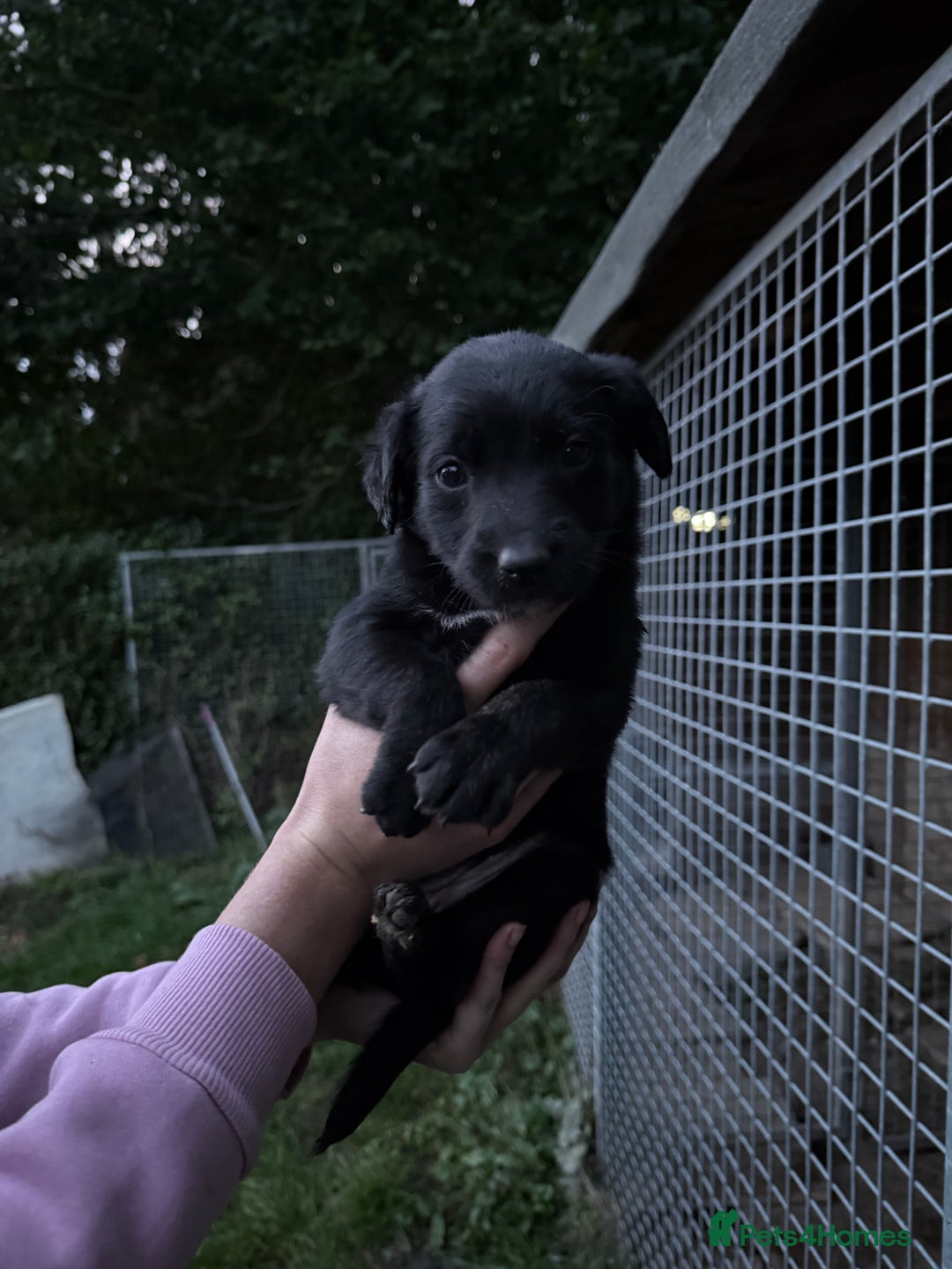 Lurcher dogs for sale: Bull lurcher puppies - Image 3