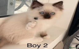Ragdoll cats for sale: 7 Cute Ragdollyanna kittens  - Image 5
