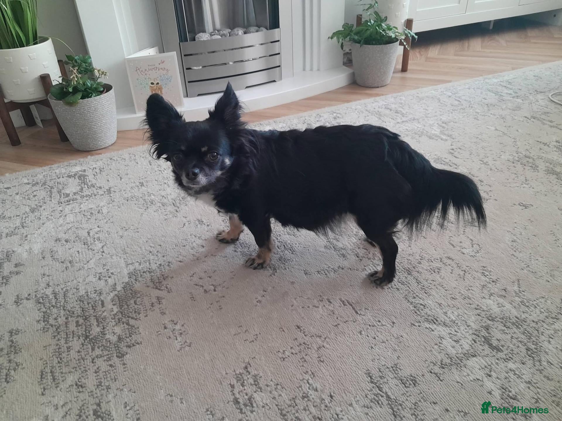 Chihuahua dogs for sale: Long Haired Chihuaua puppies - Advert 7