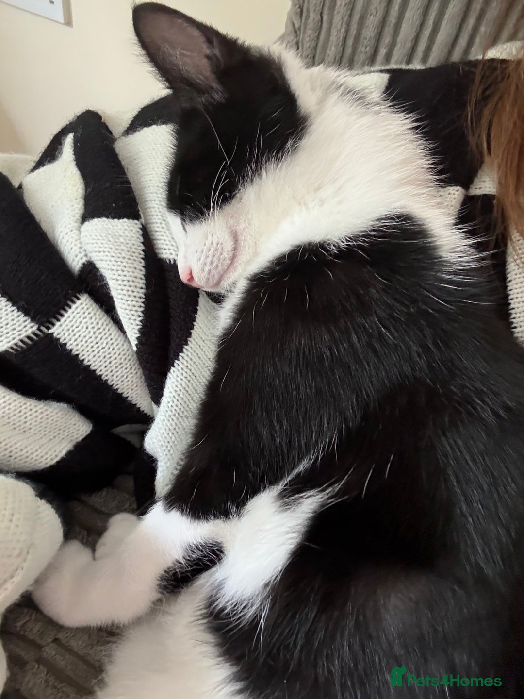 Mixed Breed cats for sale: Tilly  - Image 1