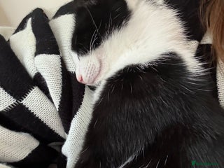 Mixed Breed cats - Advert 2