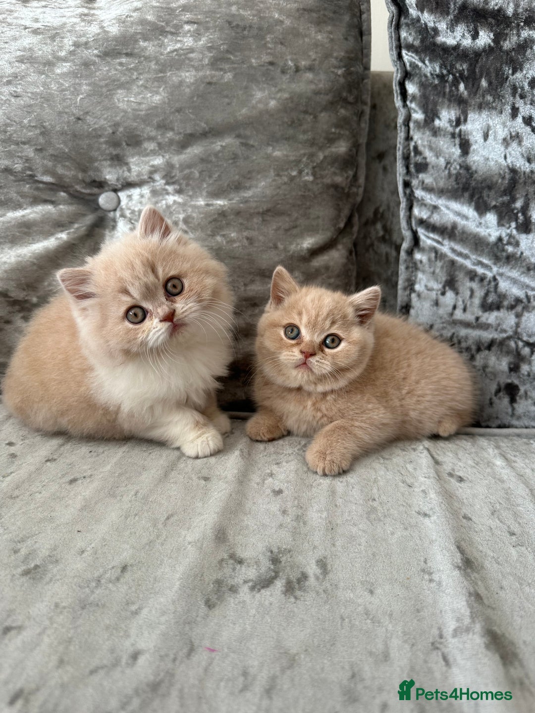 British Shorthair cats for sale:  🦁 Stunning Registered BSH /BLH Champion Lines 🦁 - Image 10