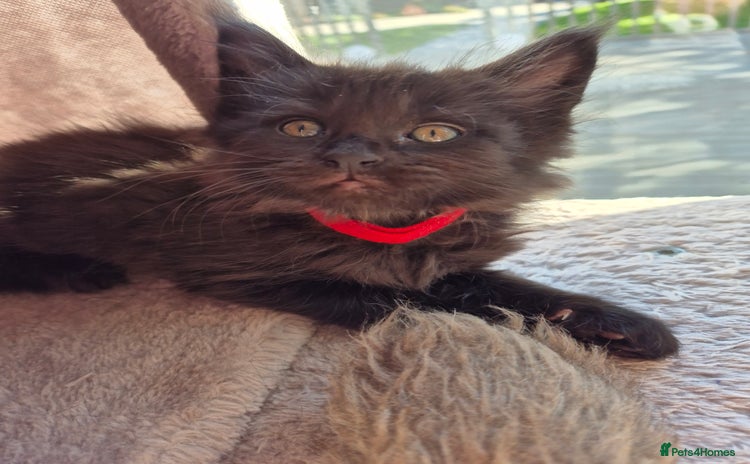 Maine Coon cats - Advert 4