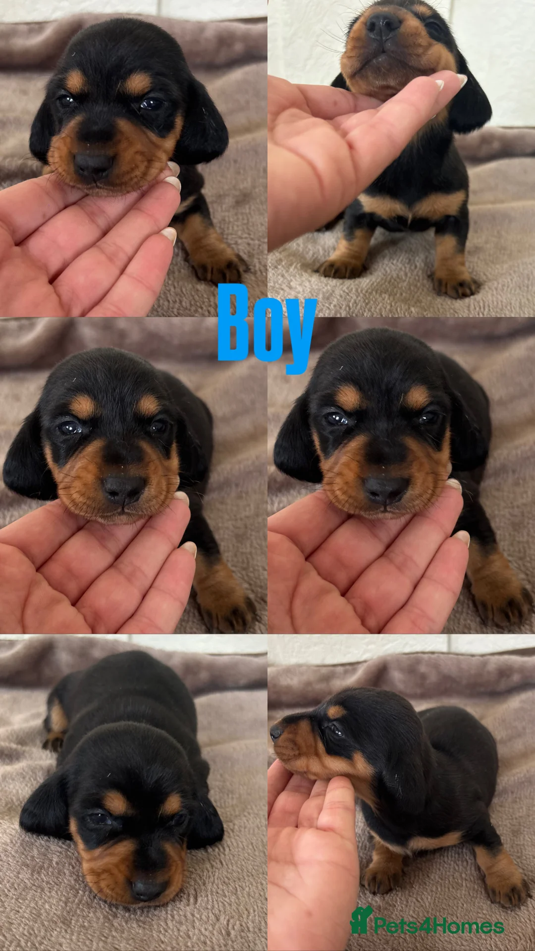 Dachshund dogs for sale: 7 gorgeous minature dachshund puppy’s🐶 - Advert 4
