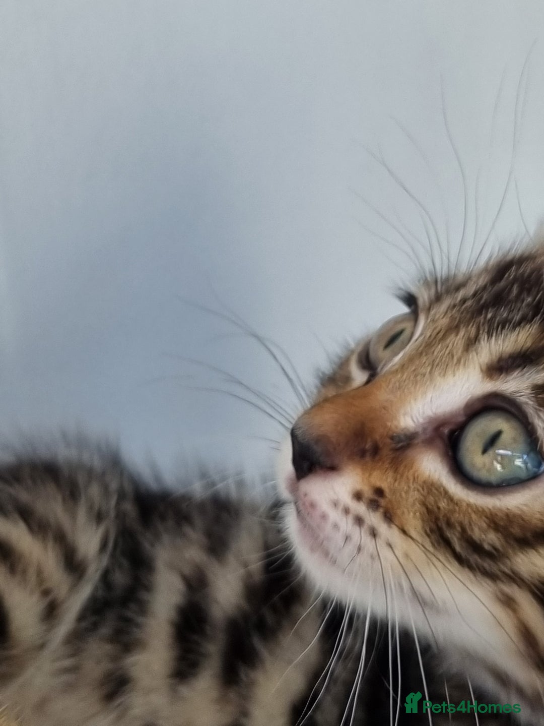 Bengal cats for sale: Last Glitter Brown Bengal - Image 3