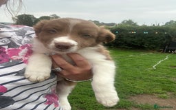 Border Collie dogs for sale: Border collie puppies - Image 8