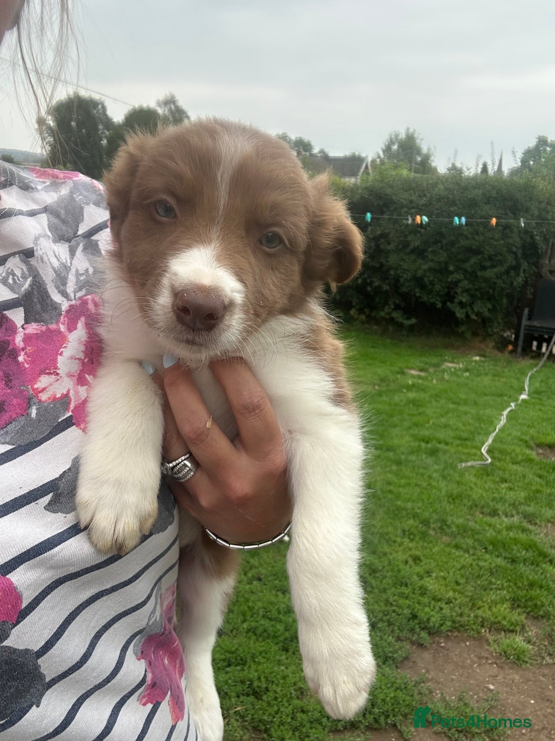 Border Collie dogs for sale: Border collie puppies - Image 8