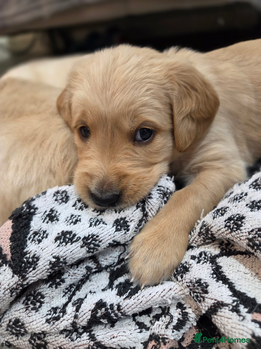 Golden Retriever dogs for sale: KC registered Beautiful Golden retriever puppies  - Advert 40