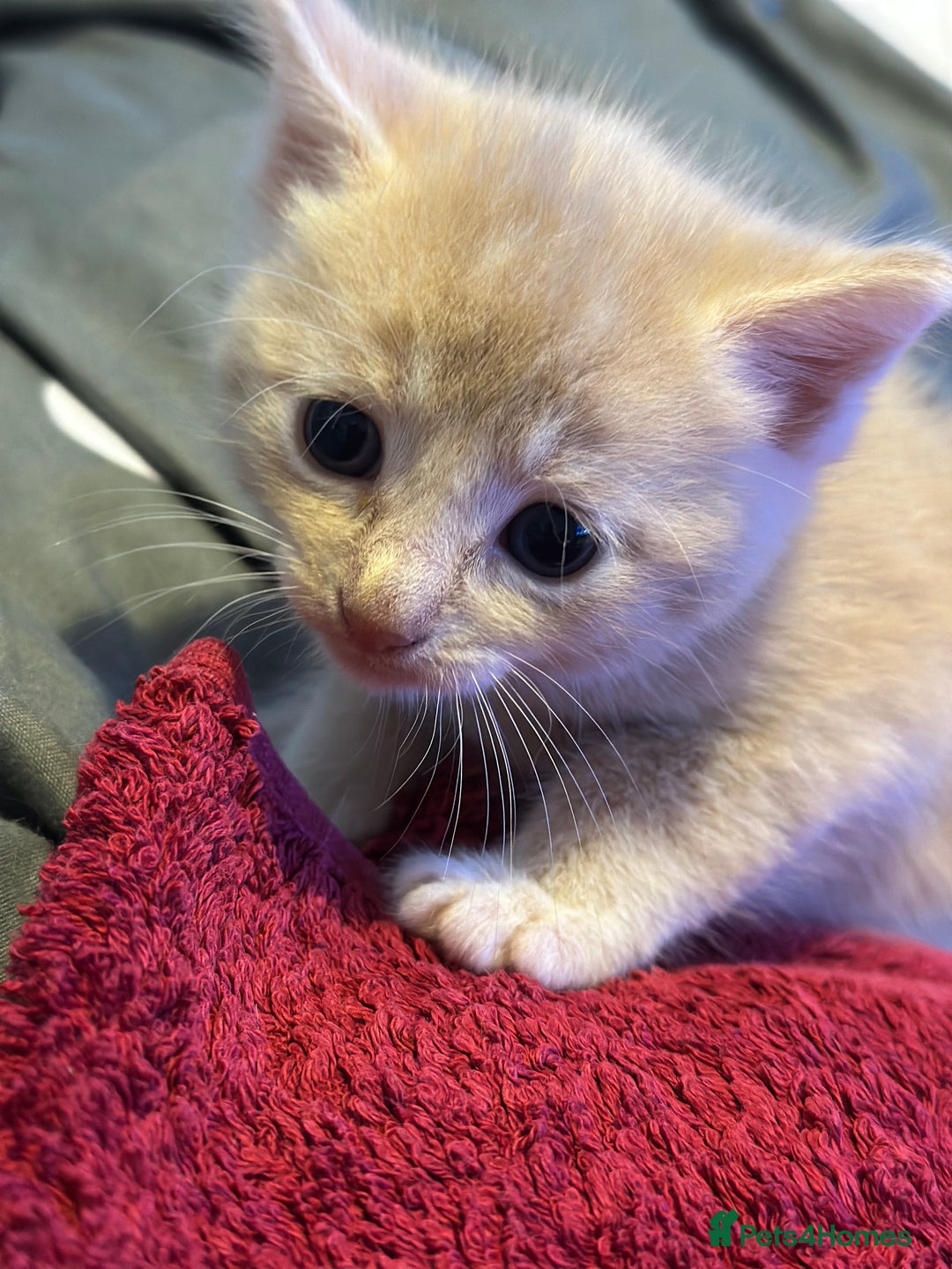 Mixed Breed cats for sale: Beautiful kittens  - Image 16