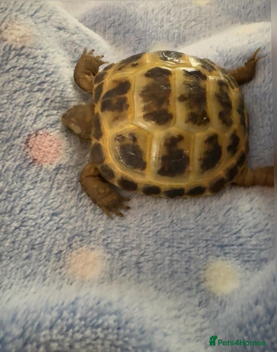 Tortoise reptiles for sale: Baby Horsefield tortoise available with set up - Advert 4