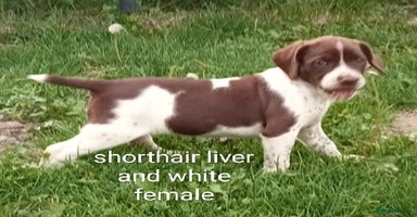 Mixed Breed dogs - Advert 3