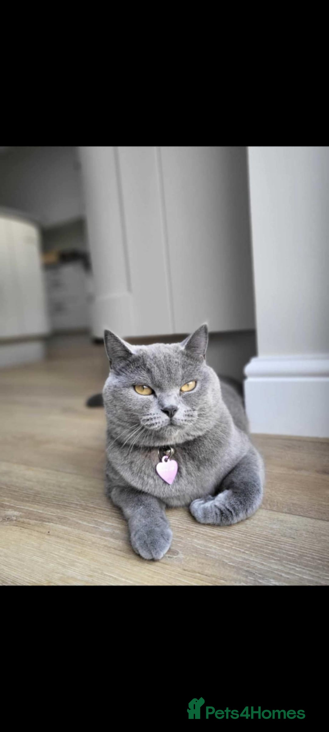 British Shorthair cats for sale: British short hair kittens for sale - Image 5