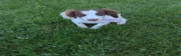Sprocker dogs for sale: Beautiful sprocker girl  - Advert 4