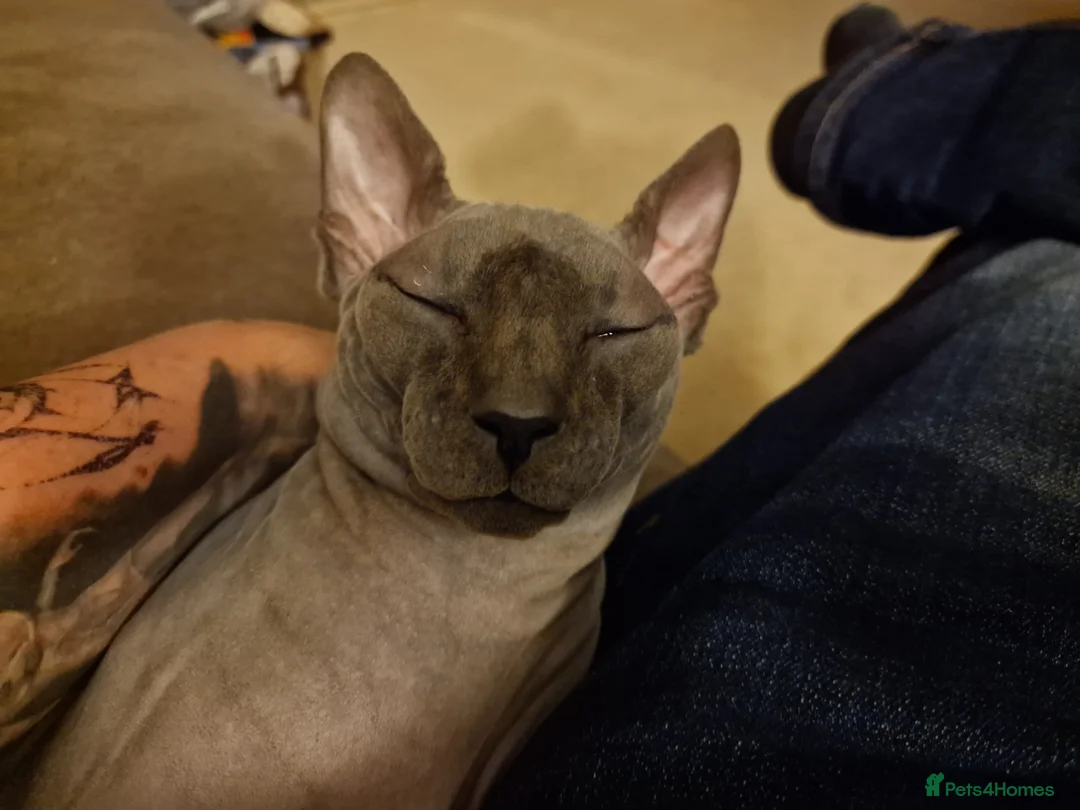 Sphynx cats for sale: Sphynx Cat for Sale – Meet Maverick! - Advert 5