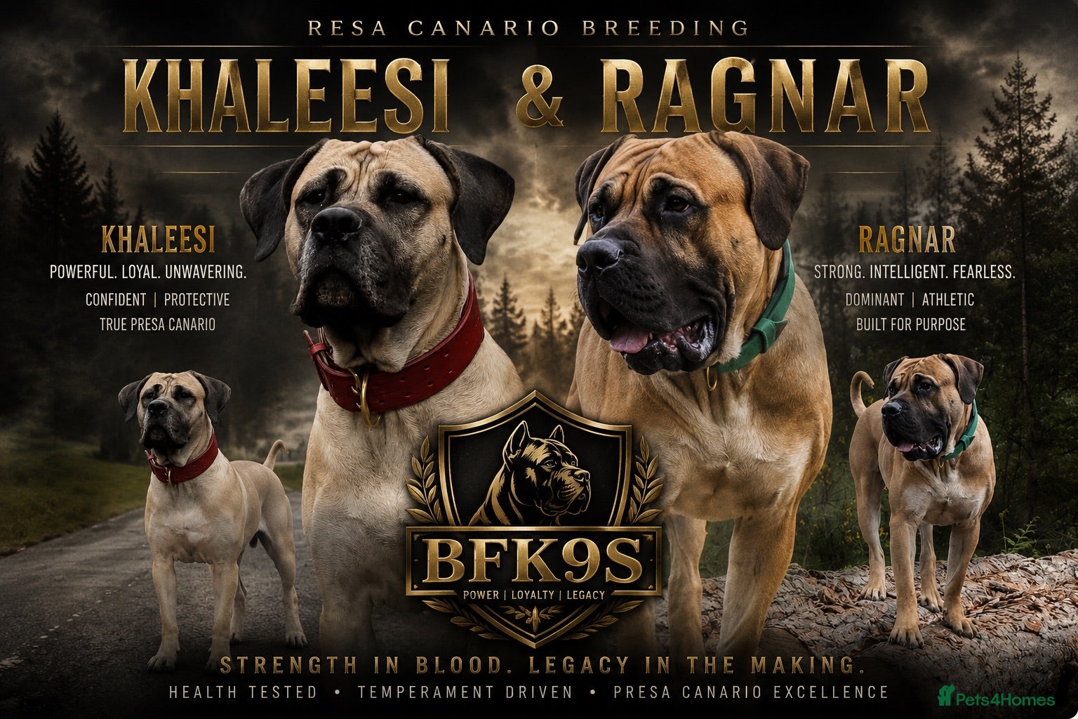 Presa Canario dogs Presa Canario Puppies Availale  - Advert 1
