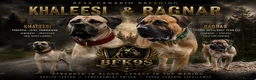 Presa Canario dogs for sale: Presa Canario Puppies Availale  - Advert 1