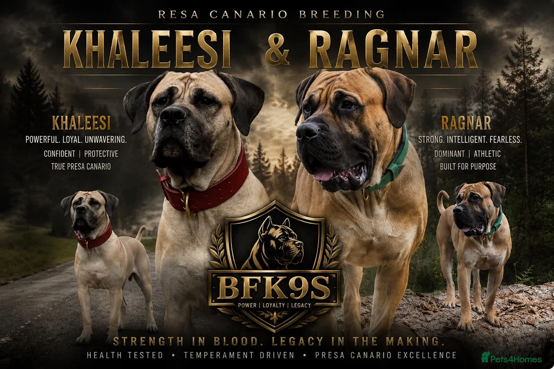 Presa Canario dogs for sale: Presa Canario Puppies Availale  - Advert 1