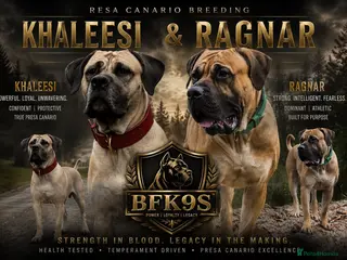 Presa Canario dogs Presa Canario Puppies Availale - Advert 9