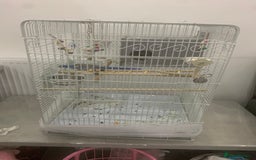 Cockatiels birds for sale: male and female cockatiels age 4  - Image 4