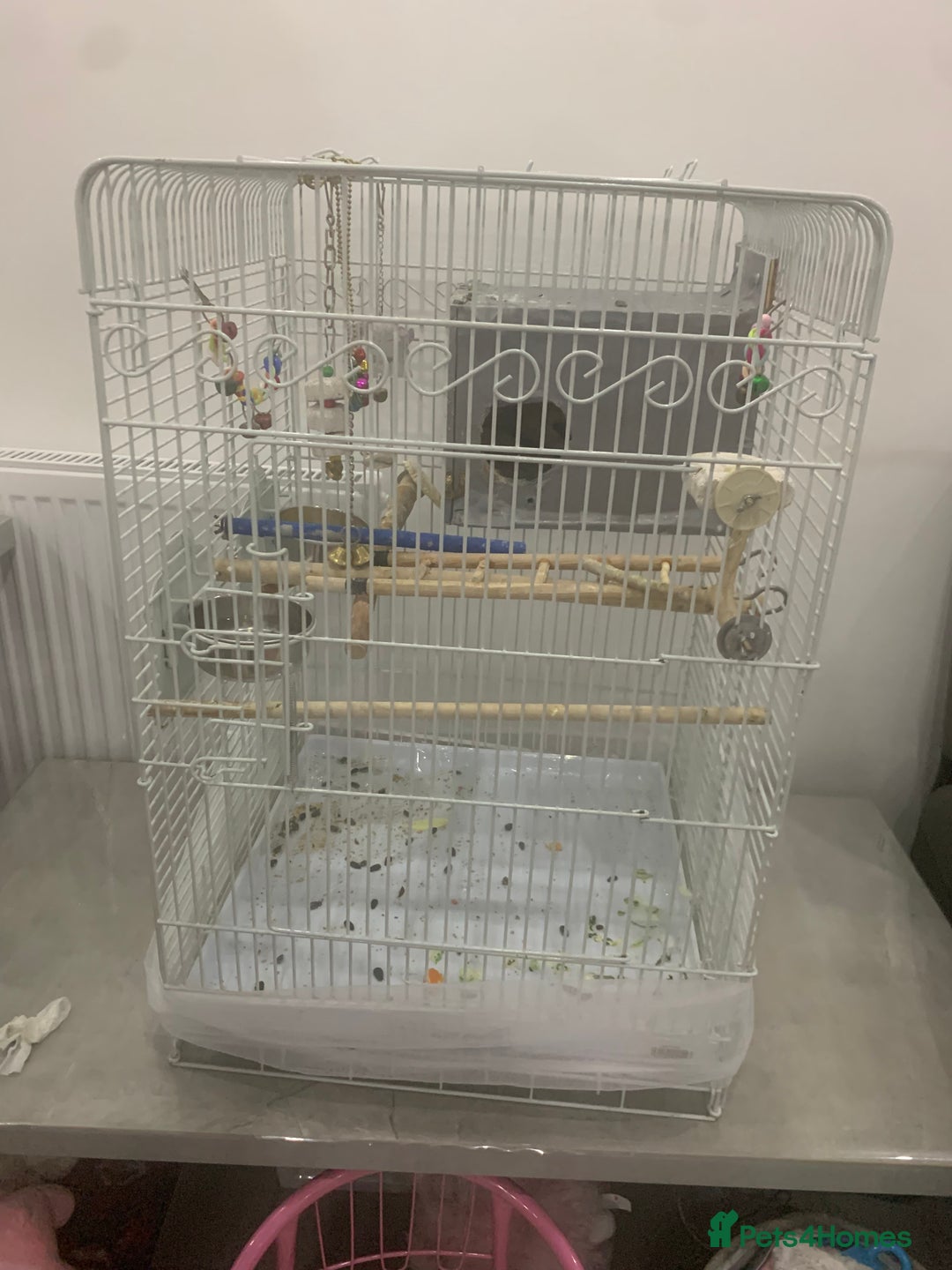 Cockatiels birds for sale: male and female cockatiels age 4  - Image 4